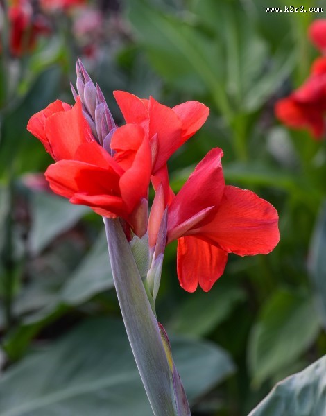 美人蕉图片大全