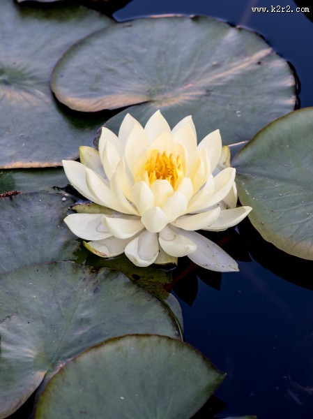洁净的白睡莲图片大全