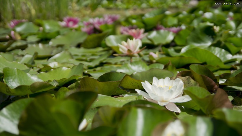 洁净的白睡莲图片大全