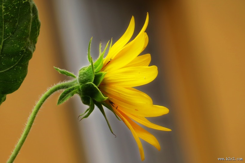 向日葵图片大全