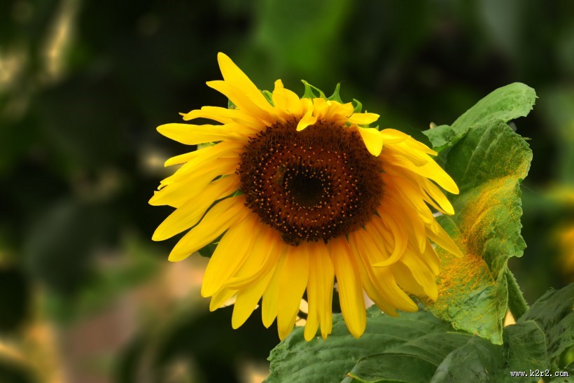 向日葵图片大全