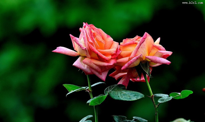 秋天的月季花图片