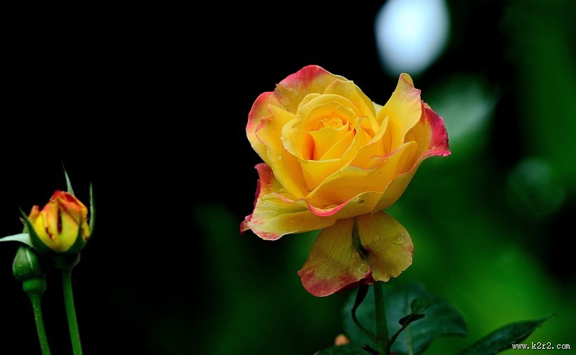 秋天的月季花图片