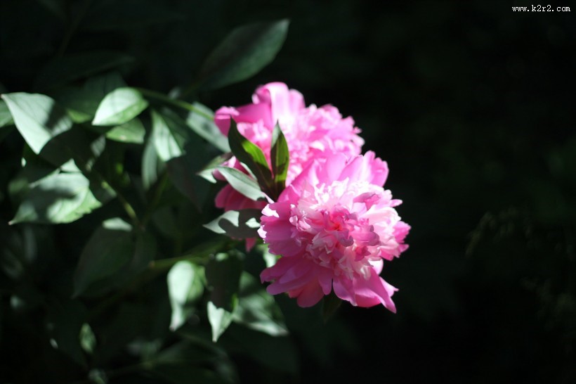 粉红色的牡丹图片