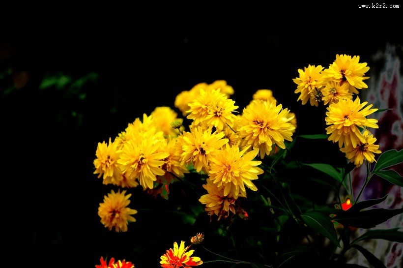 黄色的万寿菊图片