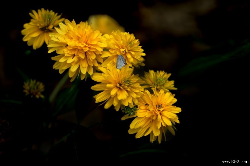 黄色的万寿菊图片