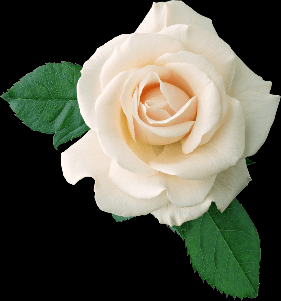 白玫瑰透明背景PNG图片