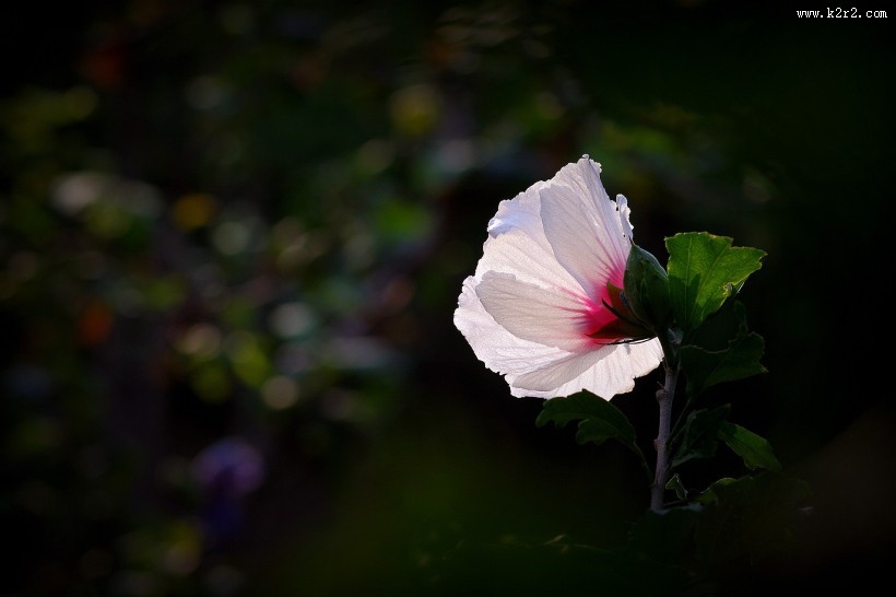 淡雅木槿花图片