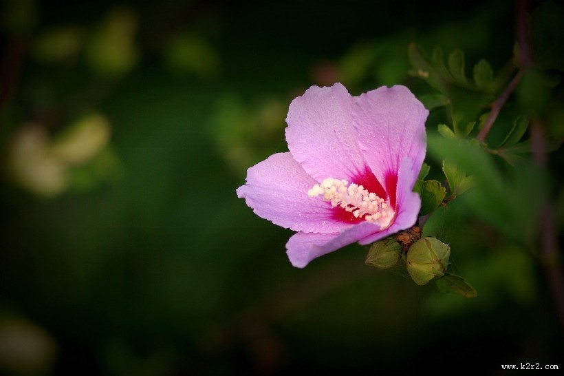 秋天的木槿花图片大全