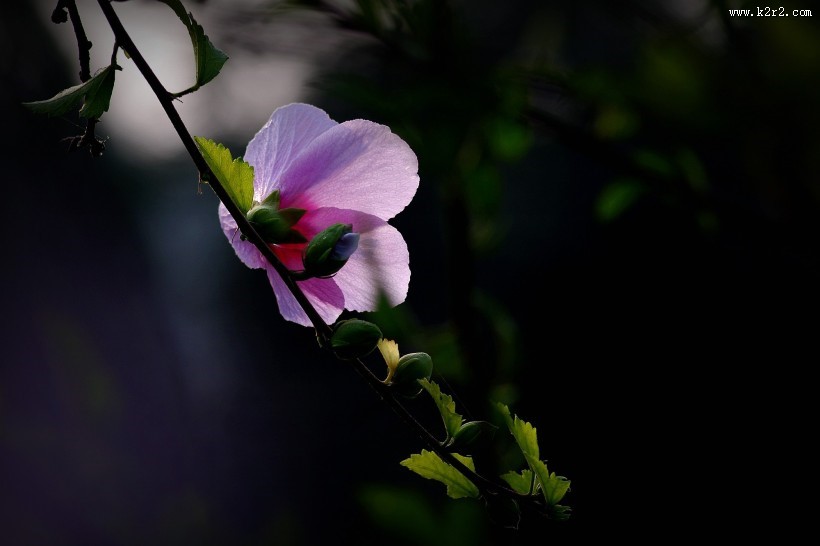 秋天的木槿花图片大全