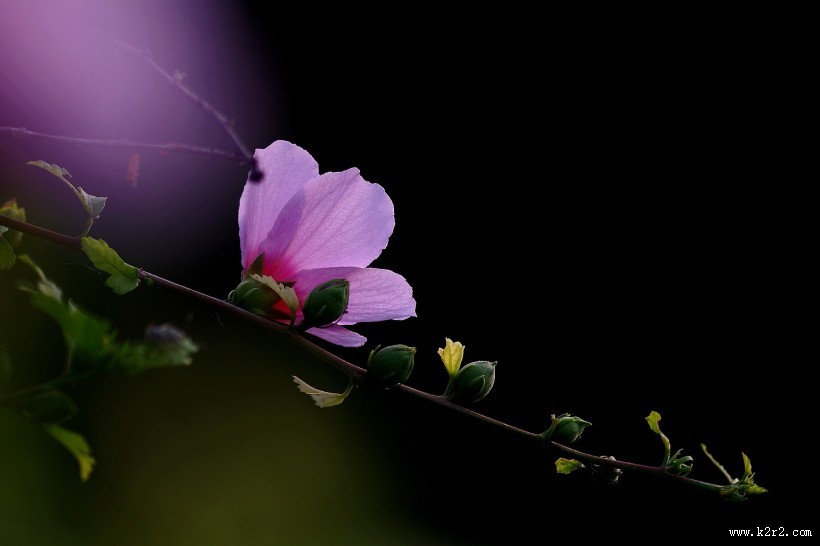 秋天的木槿花图片大全