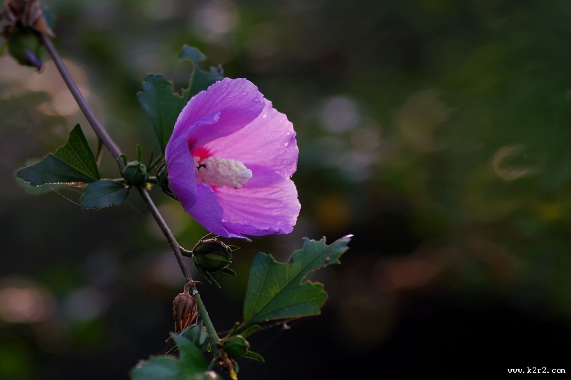 秋天的木槿花图片大全