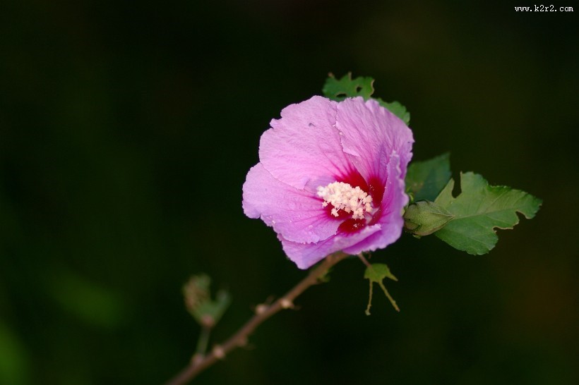 秋天的木槿花图片大全