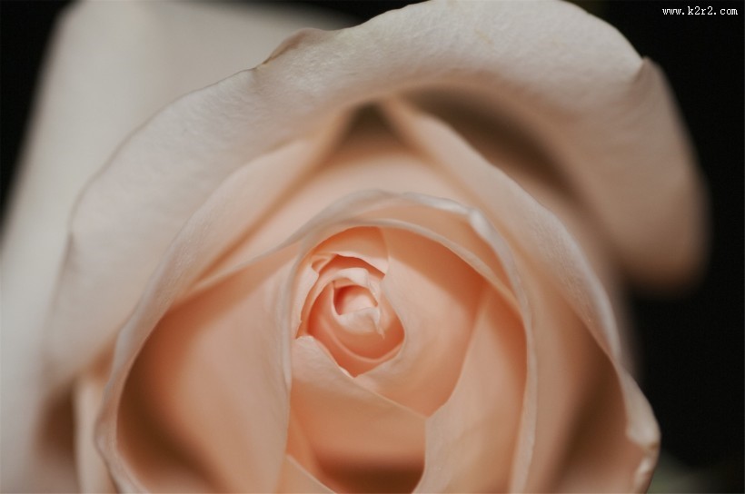 艳丽的玫瑰图片