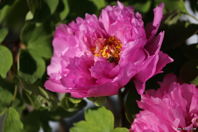 大气华美的牡丹花图片大全