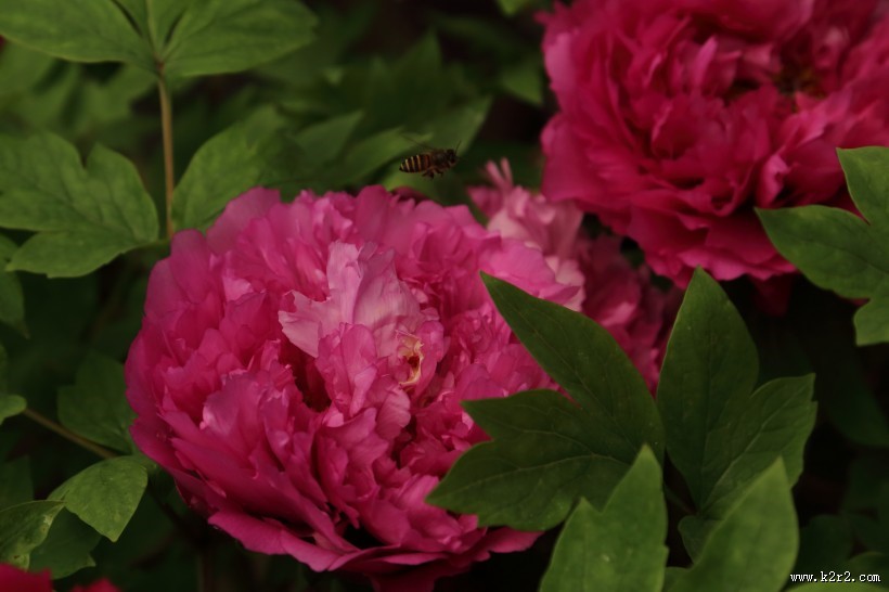 大气华美的牡丹花图片大全