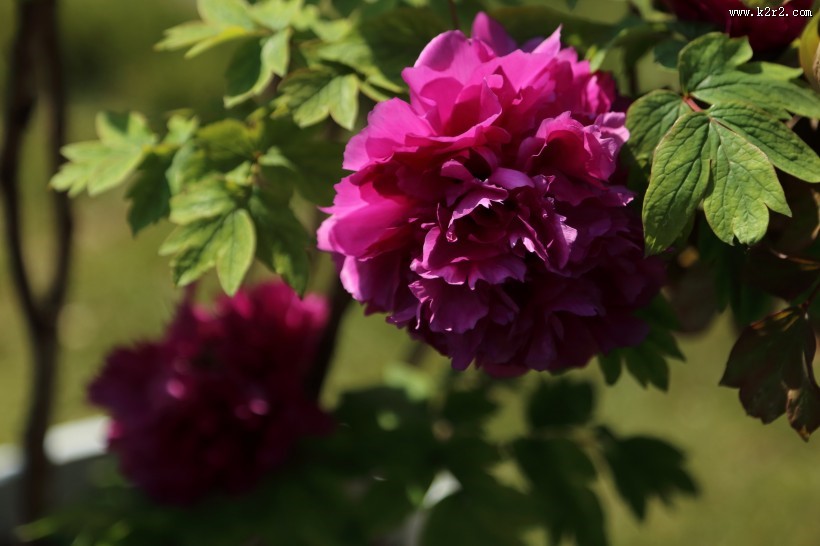 大气华美的牡丹花图片大全