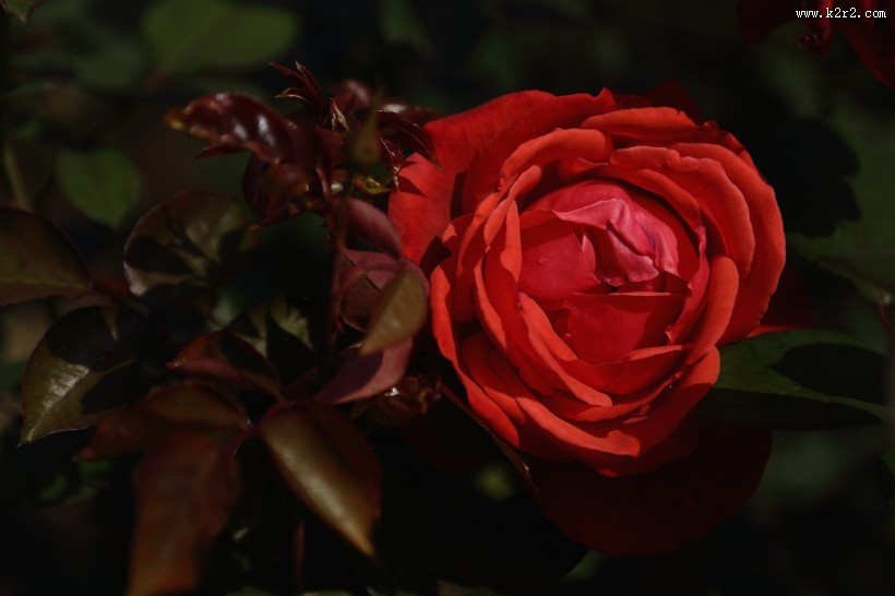 各种颜色的月季花图片