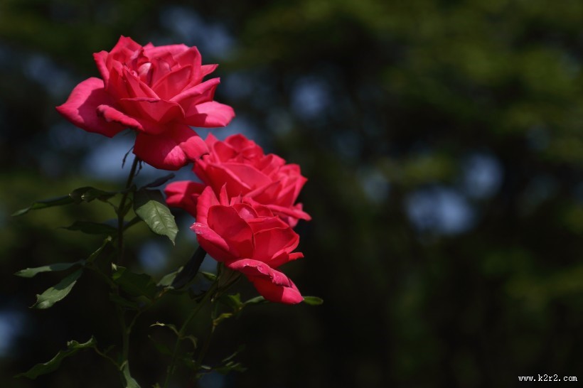 各种颜色的月季花图片