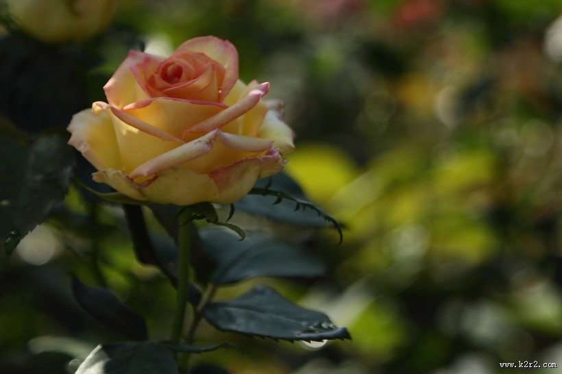 各种颜色的月季花图片