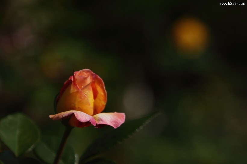 各种颜色的月季花图片