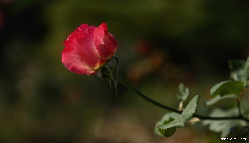各种颜色的月季花图片