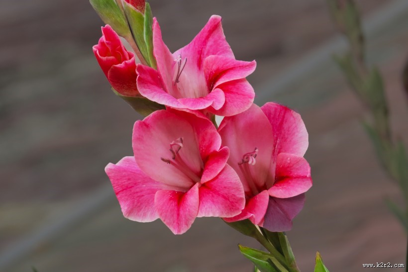 红色唐菖蒲图片大全