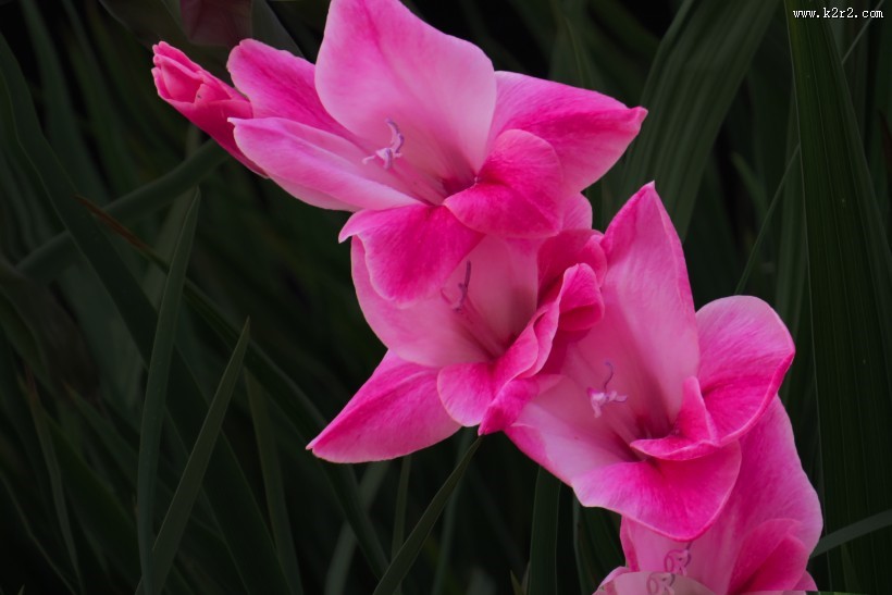 红色唐菖蒲图片大全