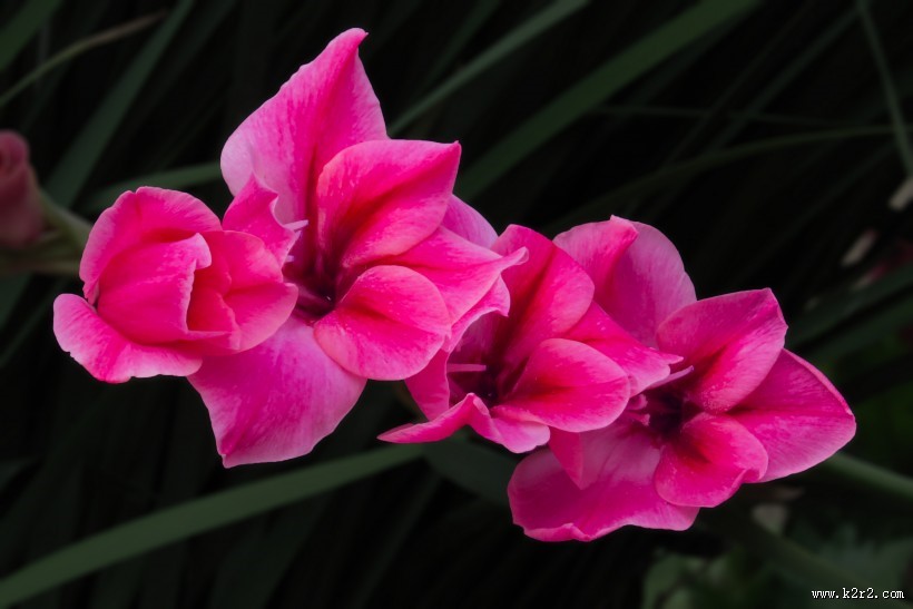 红色唐菖蒲图片大全