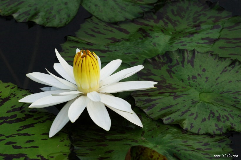 埃及白睡莲图片