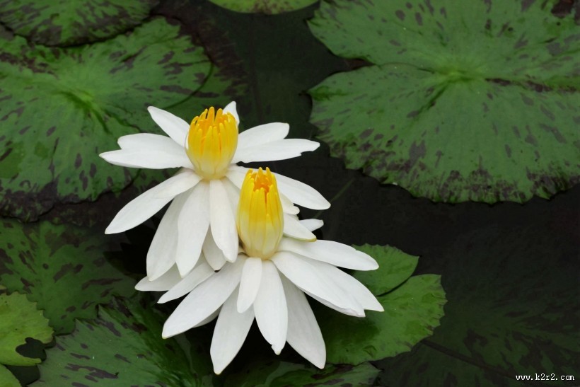 埃及白睡莲图片