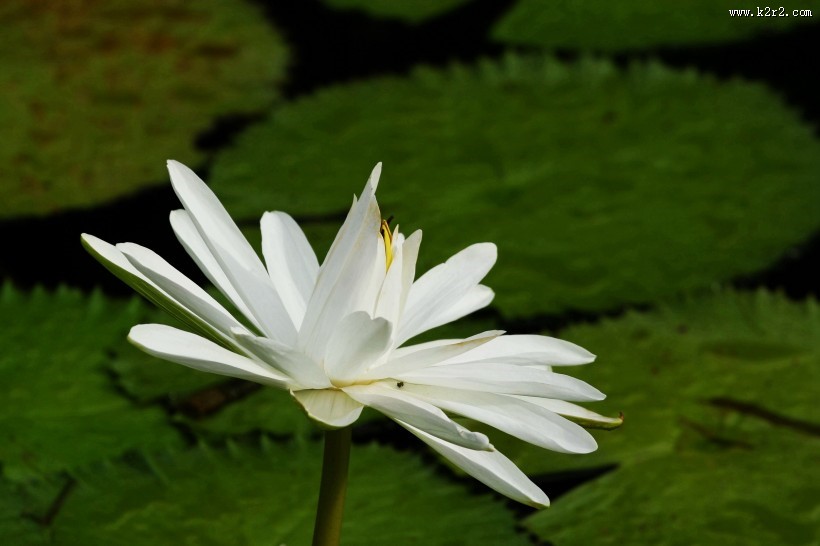 埃及白睡莲图片