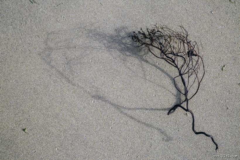 沙滩上死掉的干植物图片