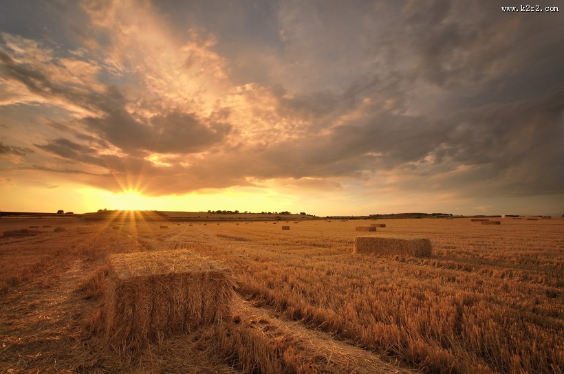 农作物丰收图片大全
