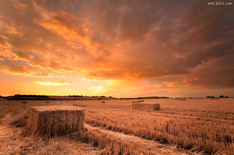 农作物丰收图片大全