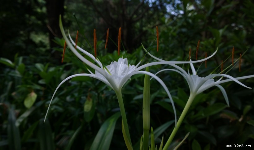 蜘蛛兰图片