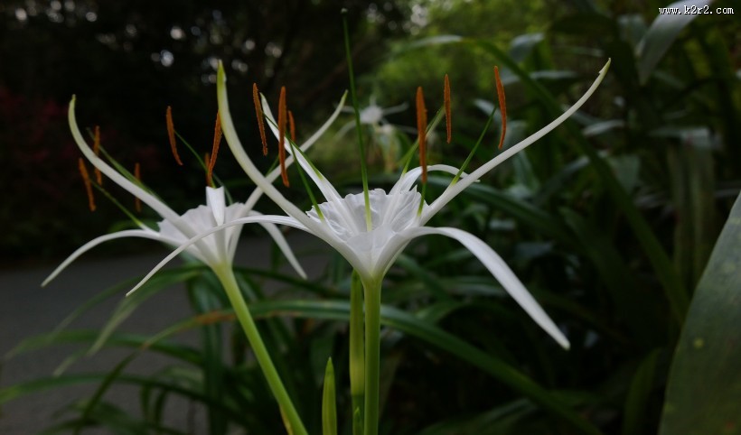 蜘蛛兰图片