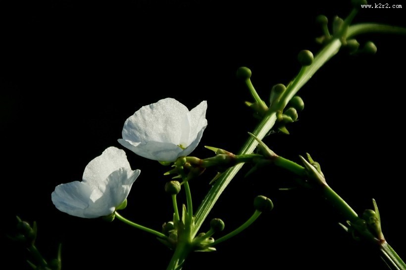 不知名的白色小野花图片