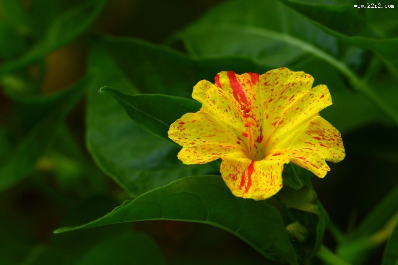 奇特的紫茉莉图片