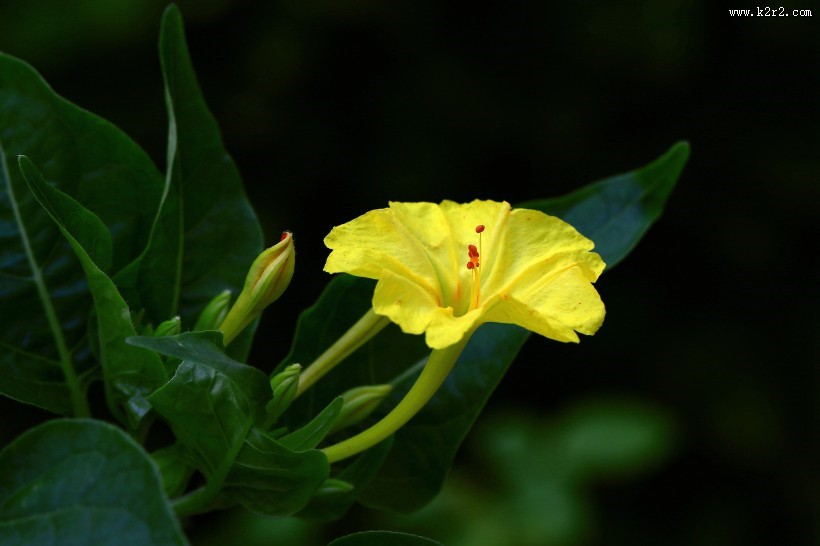 奇特的紫茉莉图片
