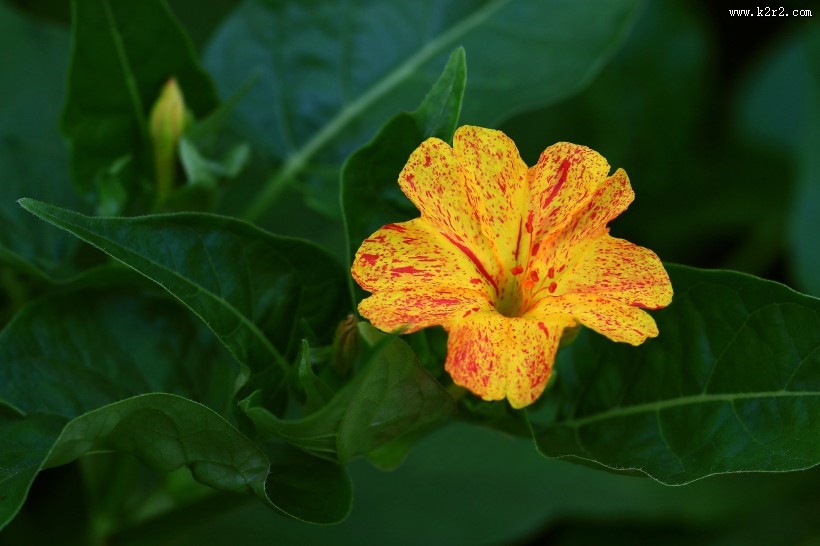 奇特的紫茉莉图片