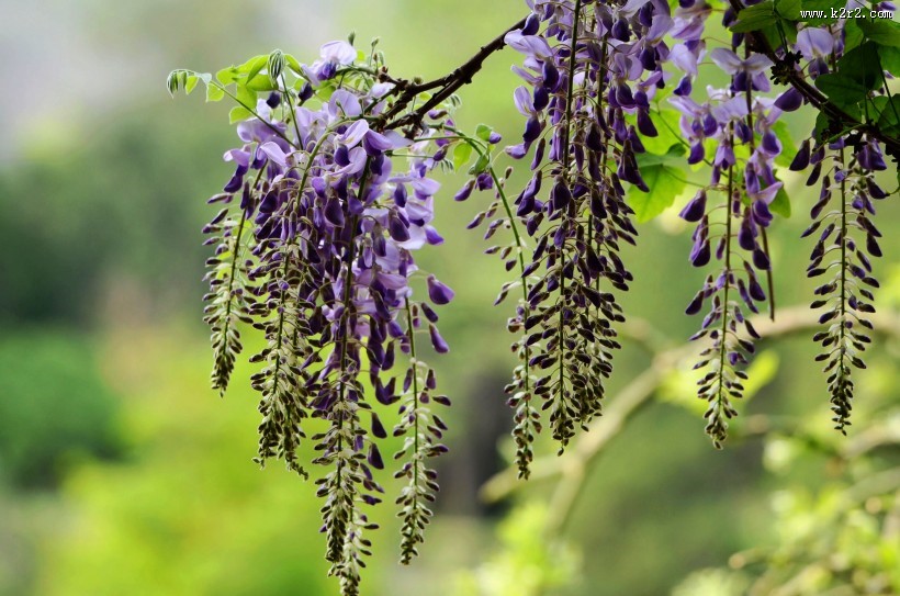 紫藤花图片大全