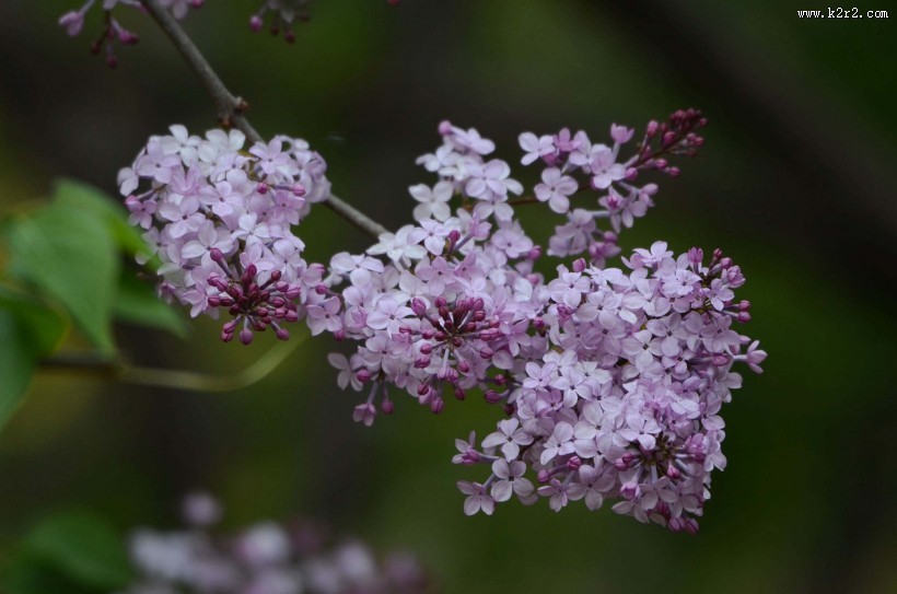 丁香花图片
