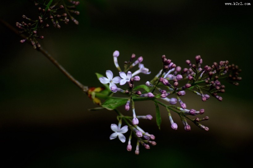 丁香花图片