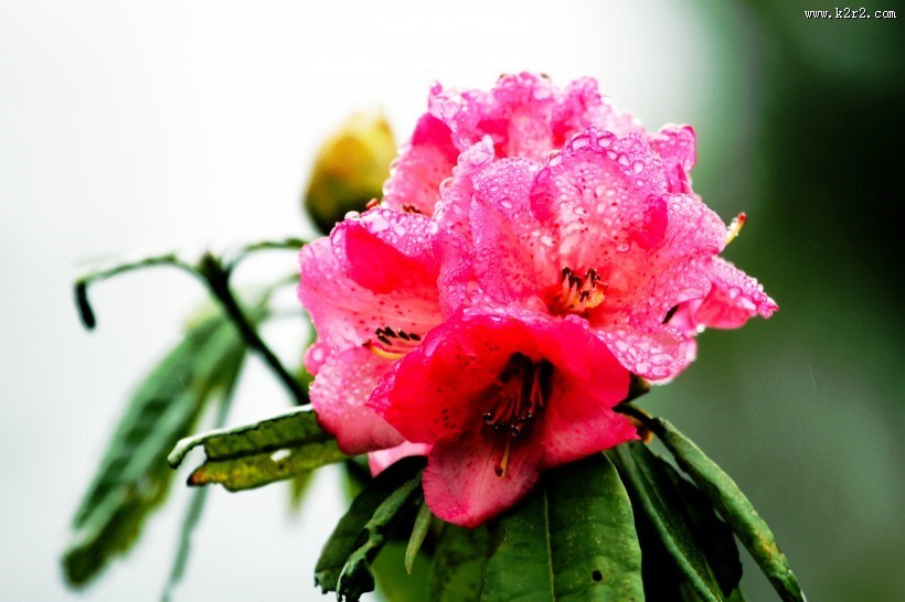 雨后杜鹃花图片