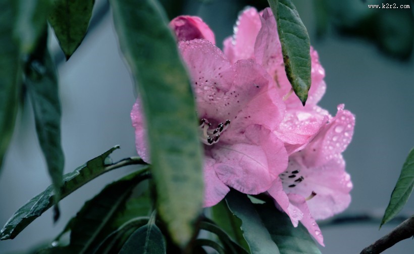 雨后杜鹃花图片