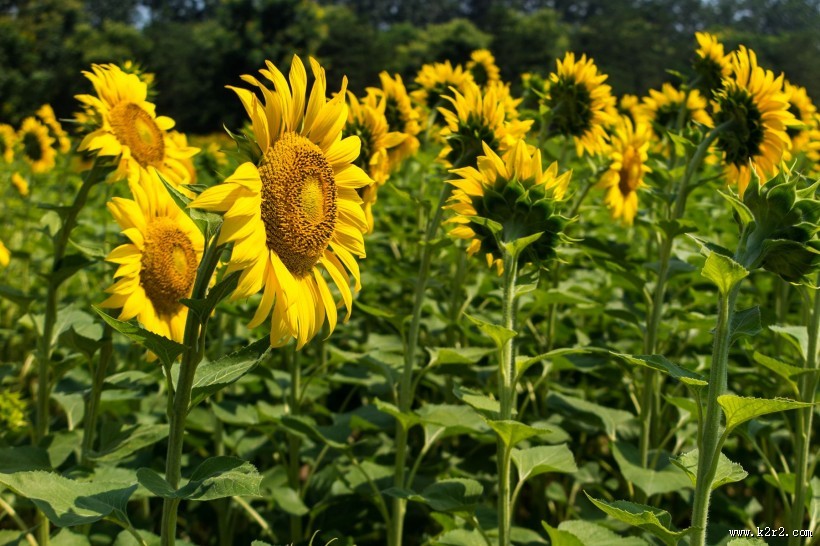 向日葵图片