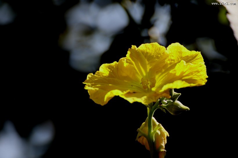 黄色丝瓜花图片