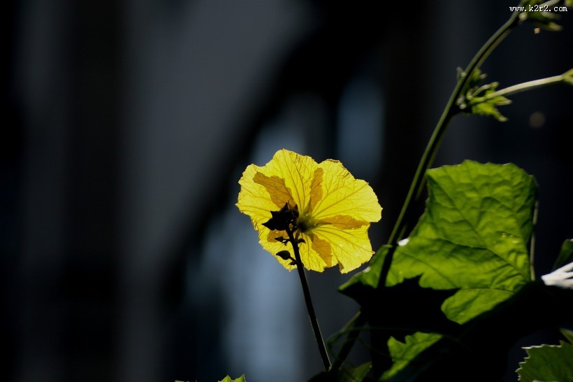 黄色丝瓜花图片