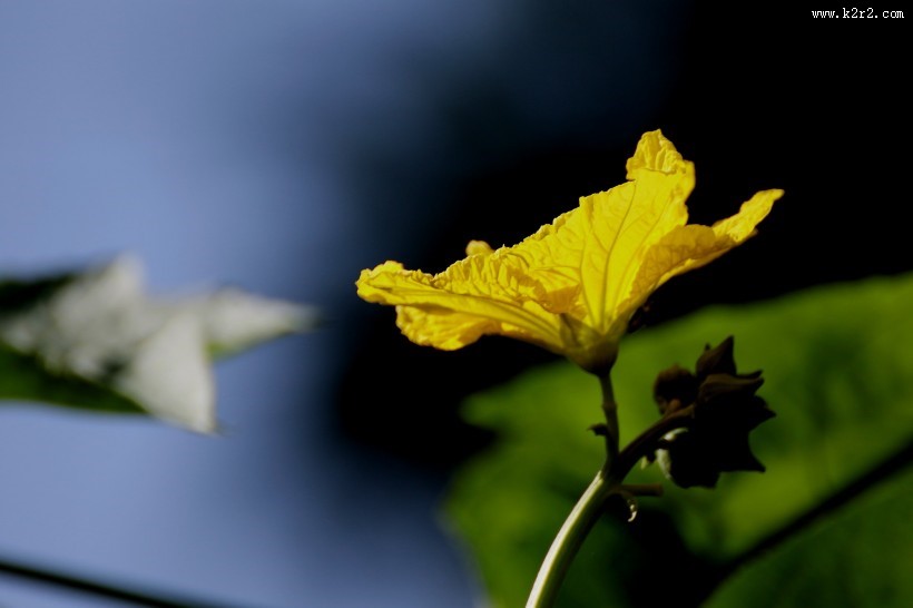 黄色丝瓜花图片